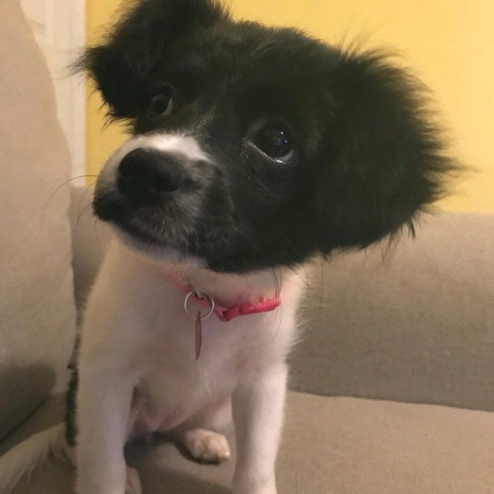 Meet your Posher, Miranda